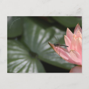 Dragonflies on a Suburban Pond Announcement Postcard