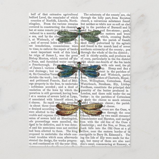 Dragonflies Print 2 Postcard (Front)