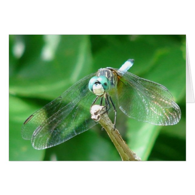 Dragonfly (Front Horizontal)