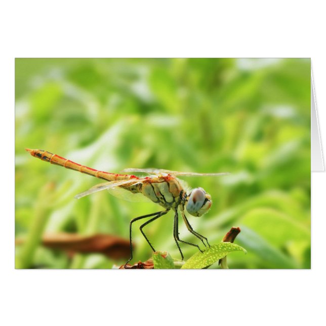 Dragonfly (Front Horizontal)