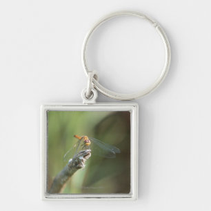 Dragonfly 5 key ring