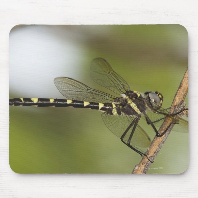 Dragonfly 5 mouse pad (Front)