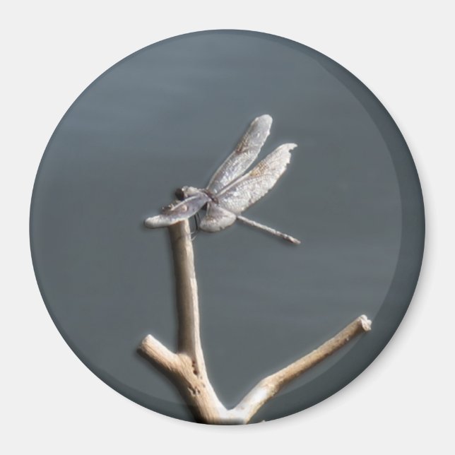 Dragonfly at Rest Magnet (Front)