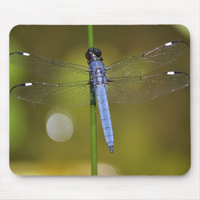 Dragonfly at rest on a mousepad (Front)