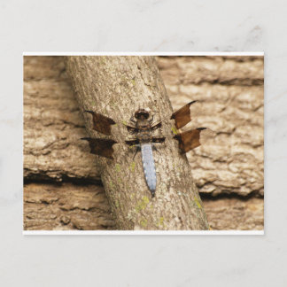 Dragonfly at rest postcard