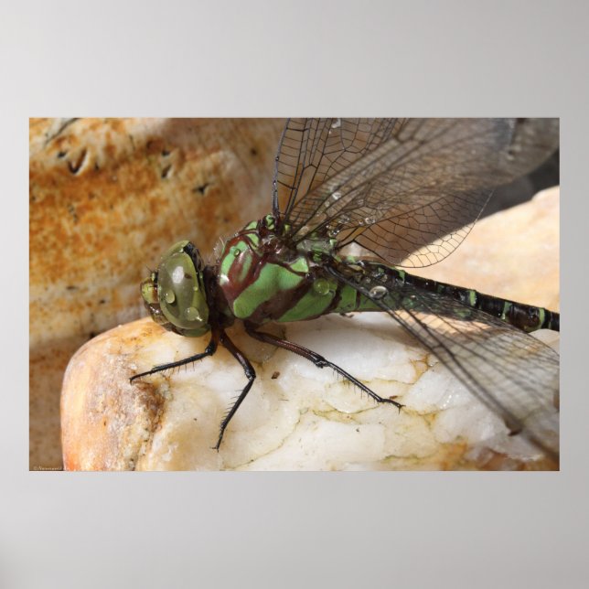 Dragonfly at Rest Poster (Front)