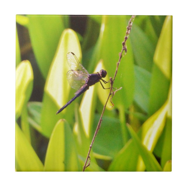 Dragonfly Blue and black on grass. Ceramic Tile (Front)