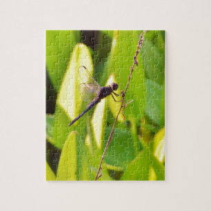 Dragonfly Blue and black on grass. Jigsaw Puzzle