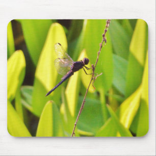 Dragonfly Blue and black on grass. Mouse Pad
