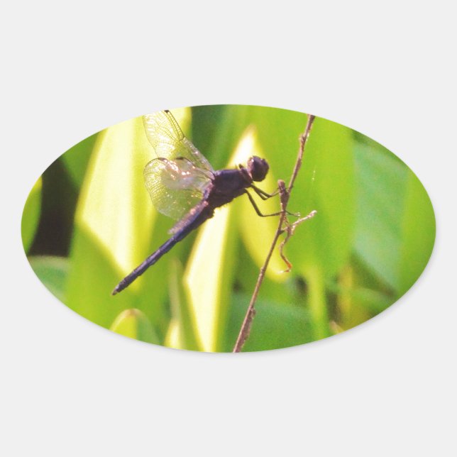 Dragonfly Blue and black on grass. Oval Sticker (Front)