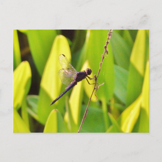 Dragonfly Blue and black on grass. Postcard (Front)