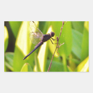 Dragonfly Blue and black on grass. Rectangular Sticker