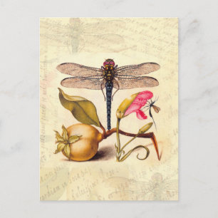 Dragonfly Botanical Nature Wildlife Hoefnagel Art Postcard