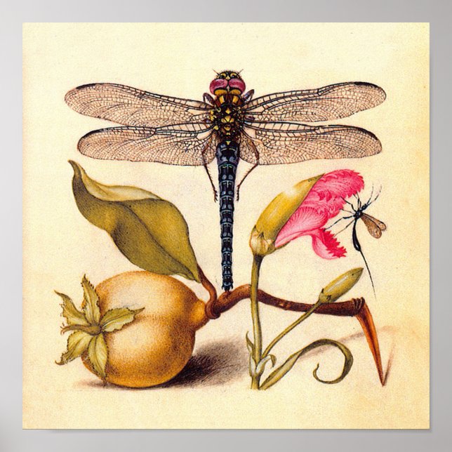 Dragonfly Botanical Nature Wildlife Poster (Front)
