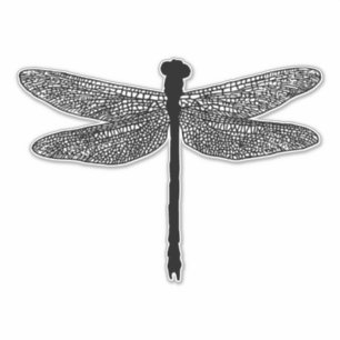 dragonfly Bug Insect nature wildlife Silhouette 