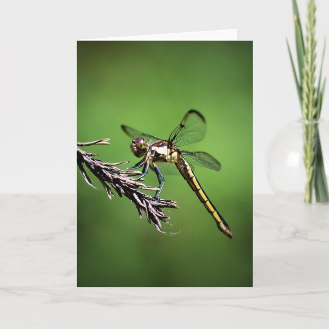 Dragonfly, card (Front)