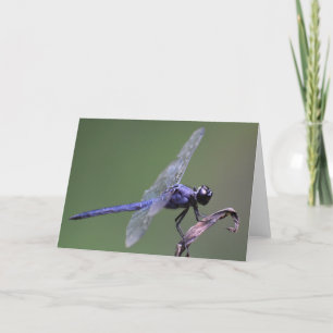 Dragonfly, card
