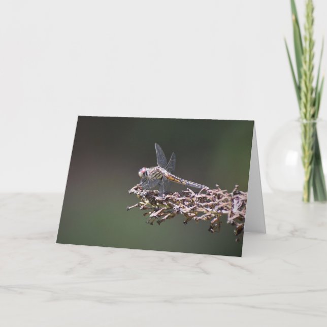 Dragonfly, card (Front)