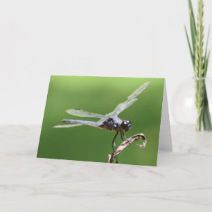 Dragonfly, card