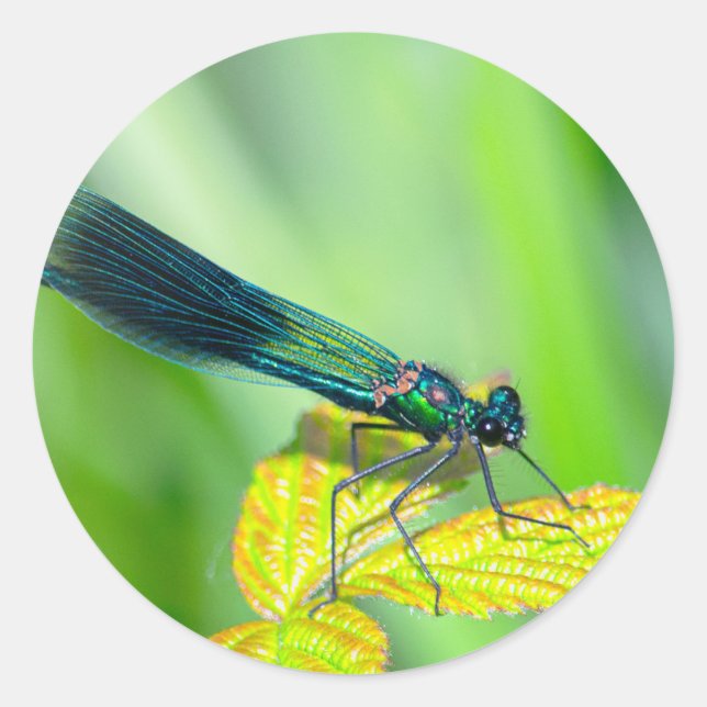 Dragonfly Classic Round Sticker (Front)