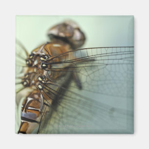 Dragonfly close-up magnet