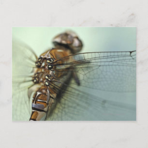 Dragonfly close-up postcard