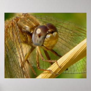 Dragonfly close-up poster