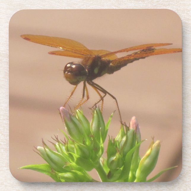 Dragonfly Coaster (Front)