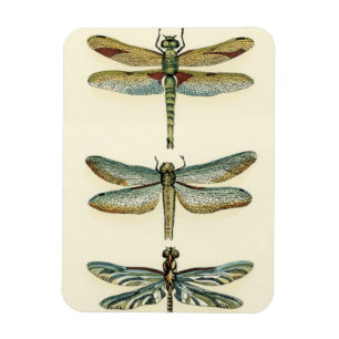 Dragonfly Collection by Chariklia Zarris Magnet