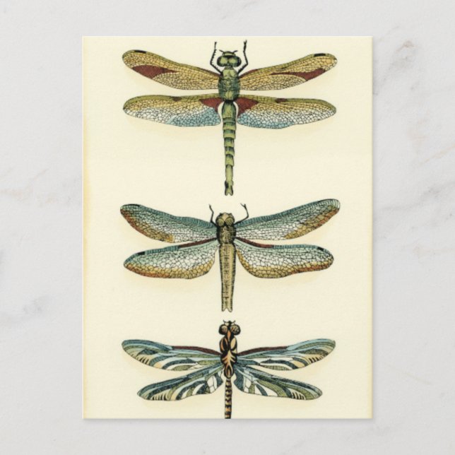 Dragonfly Collection by Chariklia Zarris Postcard (Front)