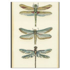 Dragonfly Collection by Chariklia Zarris