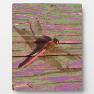 Dragonfly Colourful Plaque