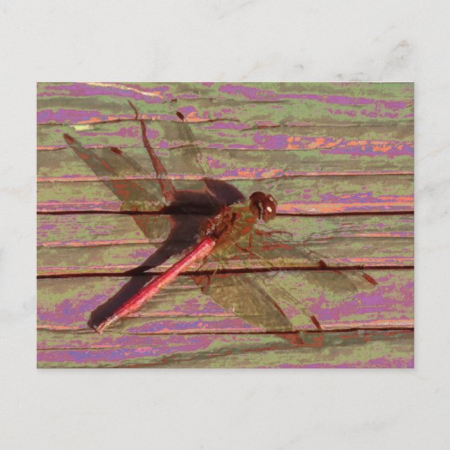 Dragonfly Colourful Postcard (Front)