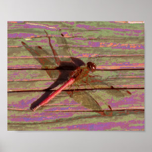 Dragonfly Colourful Poster