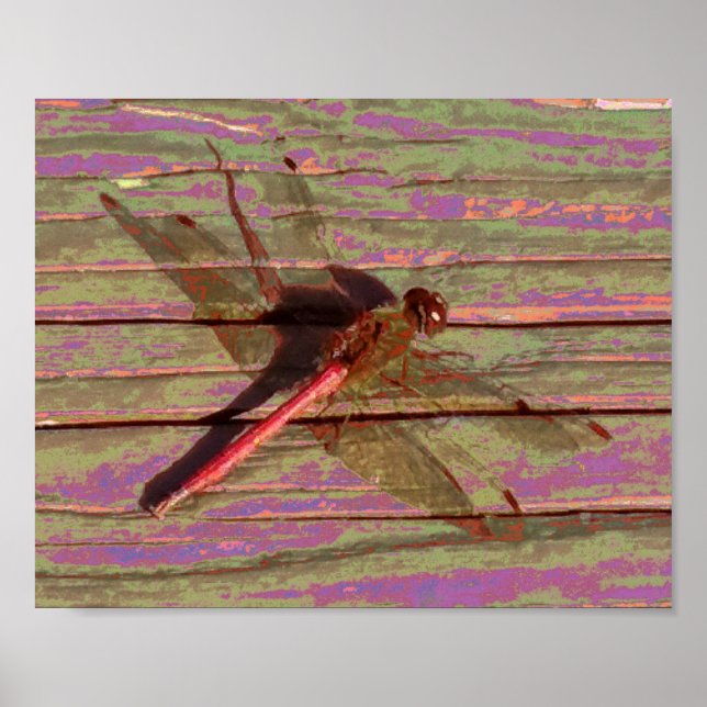 Dragonfly Colourful Poster (Front)