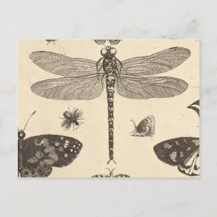 Dragonfly ( detail ) Vintage Art Postcard
