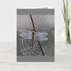  Dragonfly Dragonflies Meaning Card