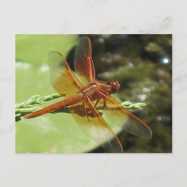 Dragonfly Dreams Postcard (Front)