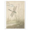 Dragonfly Ephemera