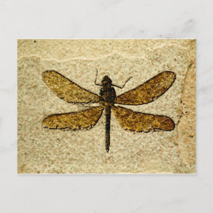 Dragonfly Fossil Postcard
