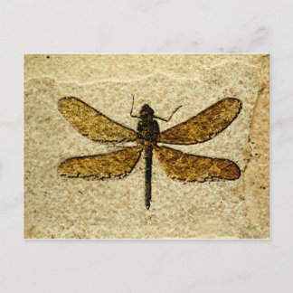 Dragonfly Fossil Postcard