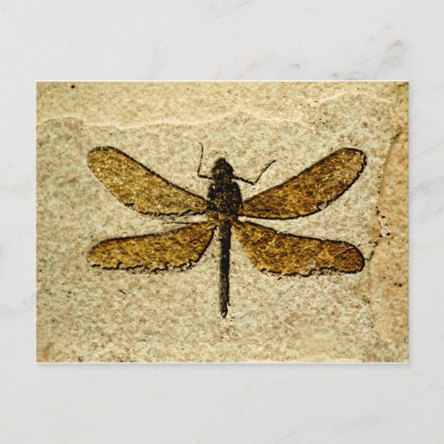 Dragonfly Fossil Postcard (Front)