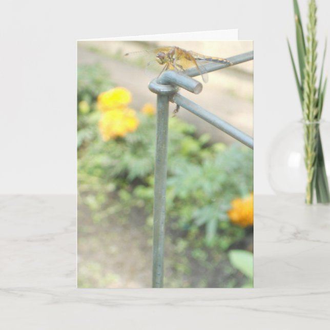 "Dragonfly Garden" Get Well Card #3 (Front)