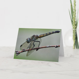 Dragonfly Greeting Card, Blank Inside Card