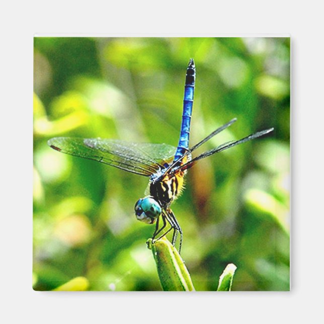 Dragonfly Handstand Magnet (Front)