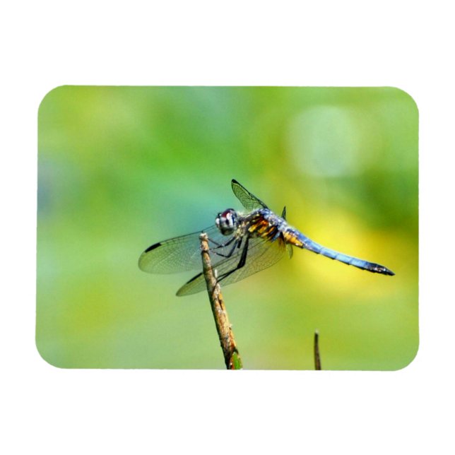 Dragonfly Hang On! Magnet (Horizontal)