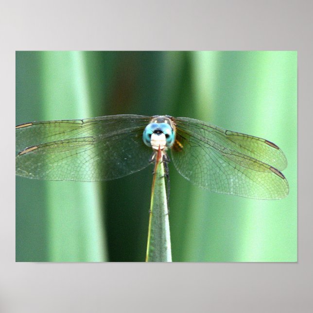 Dragonfly Hello  Poster (Front)