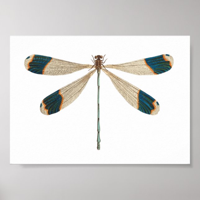 Dragonfly Illustration Poster (Front)