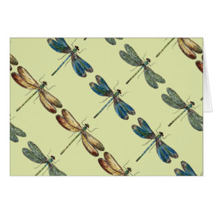 Dragonfly Illustrations