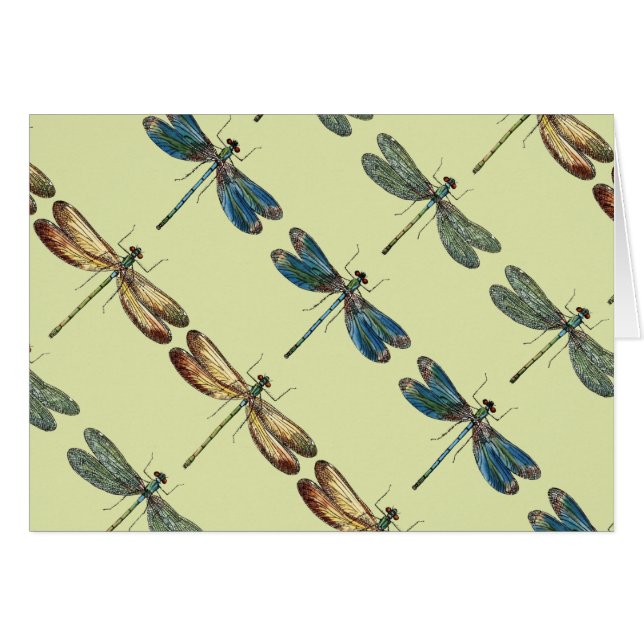 Dragonfly Illustrations (Front Horizontal)